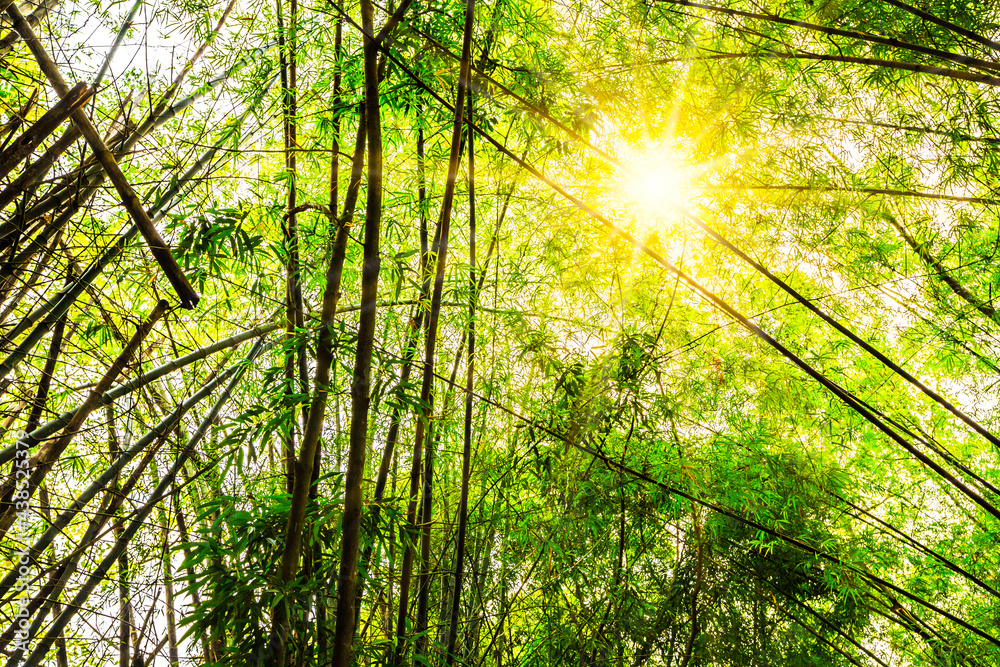 Naklejka premium Asian bamboo forest with beautiful sunlight