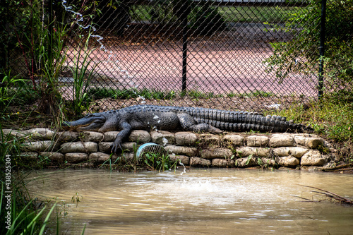 A single alligator basking in the sun