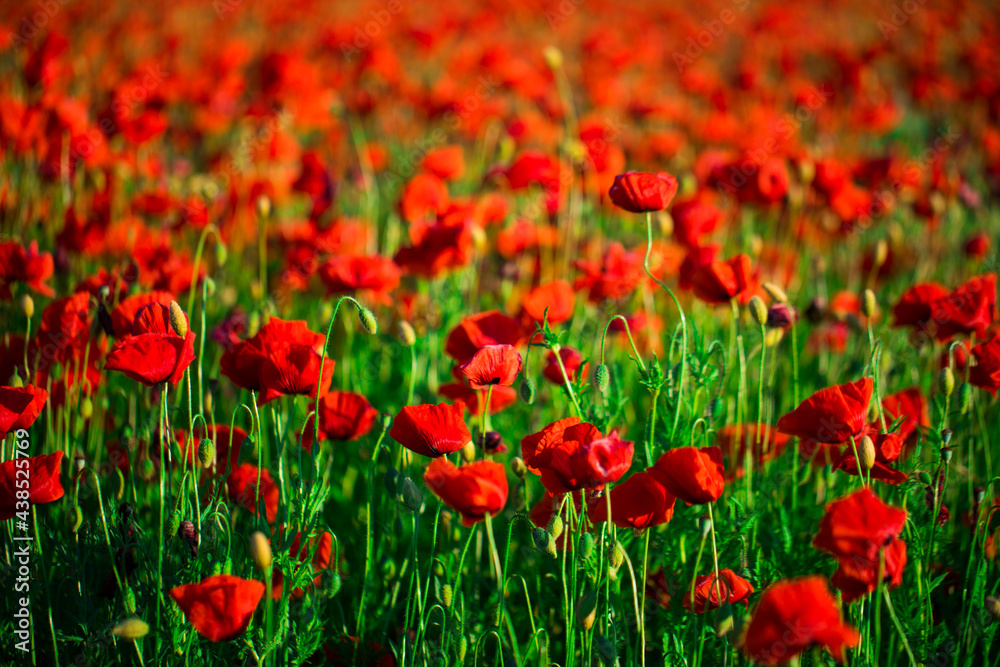 Poppies field with sunset, nature
