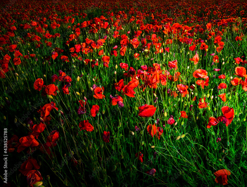 Poppies field with sunset, nature. Flowers. Background. 
