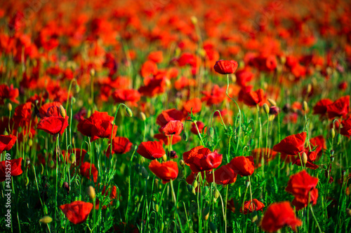 Poppies field with sunset  nature 