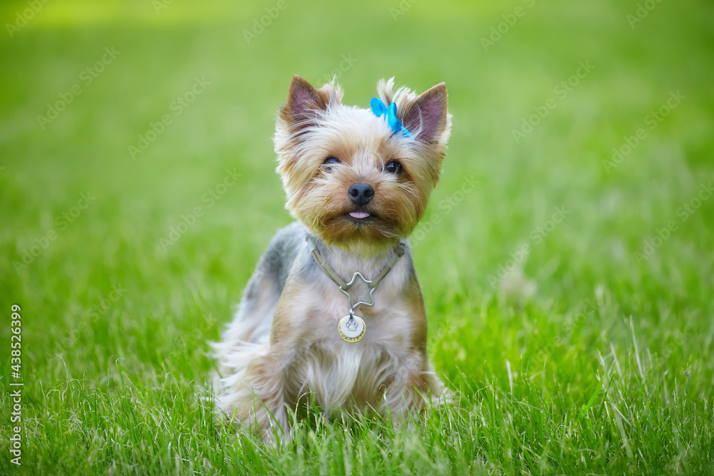 Beautiful Yorkshire Terrier dog on the green grass Beautiful Yorkshire Terrier dog on the green grass