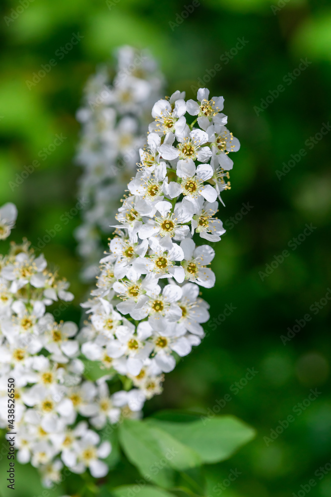 White flowers and branches of garden bird cherry close-up White flowers and branches of garden bird cherry close-up