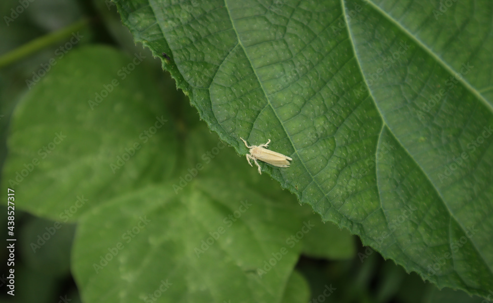 Overhead view of a hairy cream color moth on top of a green leaf with the leaf Overhead view of a hairy cream color moth on top of a green leaf with the leaf