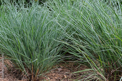 Little bluestem on an cloudy spring day. Also known as Schizachyrium scoparium or beard grass, it is a North American prairie grass native to most of the United States. In the fall it turns a wine red
