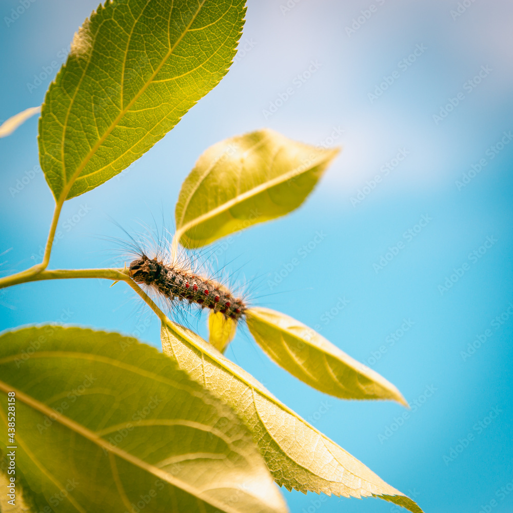 Caterpillar  (Lymantria dispar) is a dangerous pest.
