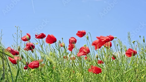 Wheat and the poppy flower in the wind on a summer day.