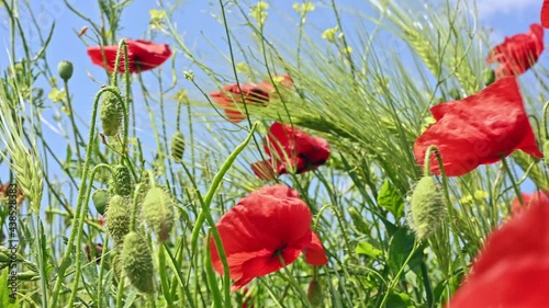 Wheat and the poppy flower in the wind on a summer day.