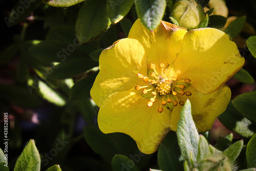 Macro of yellow potentilla shrub flowers in summer photo