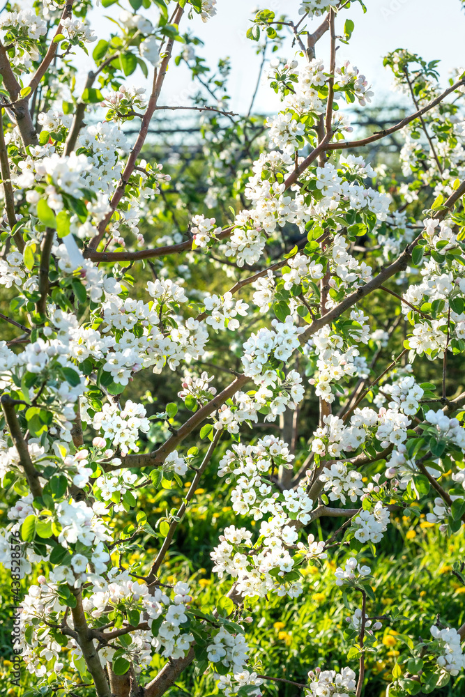 large white flowers of a garden apple large white flowers of a garden apple