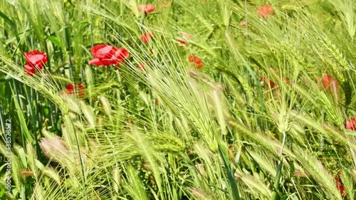 Wheat and the poppy flower in the wind on a summer day.