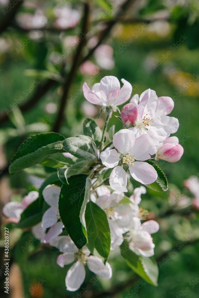 large white flowers of a garden apple large white flowers of a garden apple
