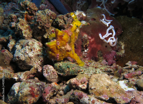 A yellow Warty Frogfish Pescador island Philippines