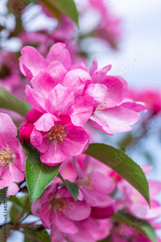 branches of a garden apple tree with large pink flowers