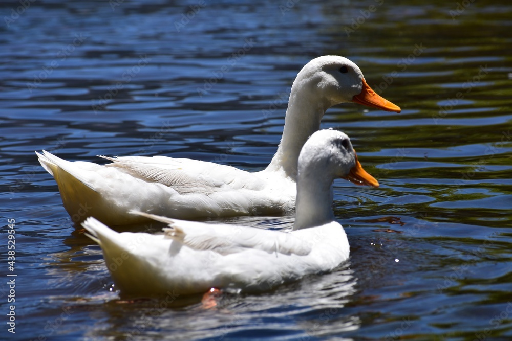 Day Love Scene, Couple of Duck in a Lake on San Martín de Los Andes, Patagonia, Argentina, South America