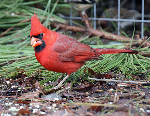  Male Northern Cardinal © Ronald Washington