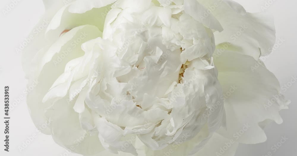 Time lapse of white peony flower blooming