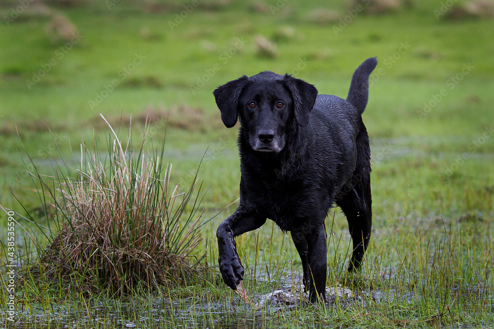 Black Labrador Retriever in pasture
