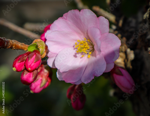 pink flower