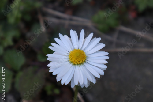 white daisy flower