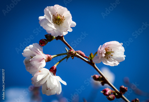 tree blossom