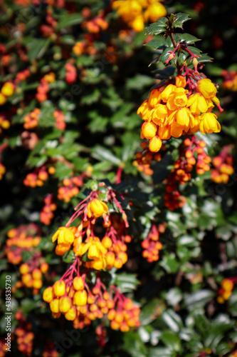 orange flowers in the garden