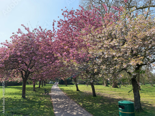 blossom tree