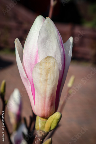 pink magnolia flower
