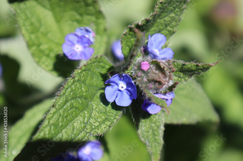 butterfly on flower