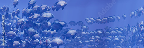 Flocks of fish swim in grou...