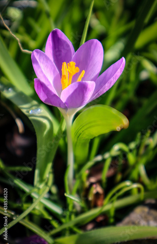 purple crocus flower