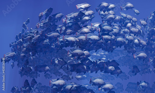 Flocks of fish swim in grou...