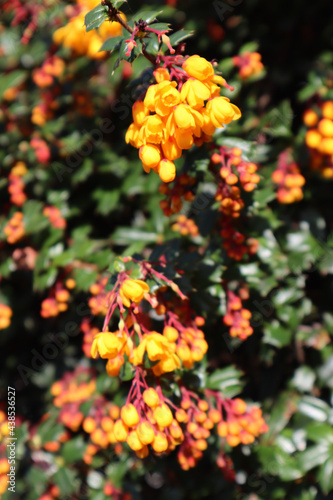 orange flowers in the garden