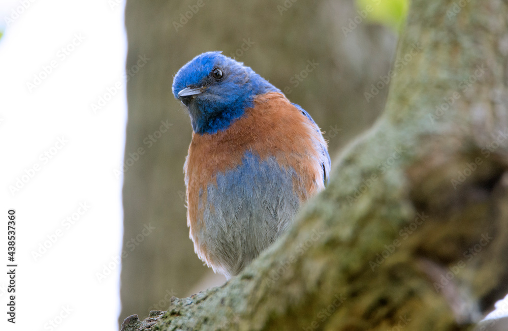 Obraz premium Western bluebird looking curiously while perched on a branch