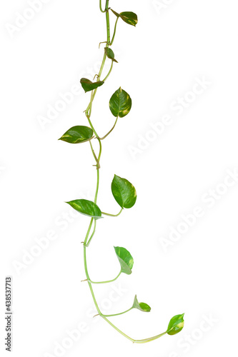 Epipremnum aureum or golden pothos isolated on white background included clipping path.
