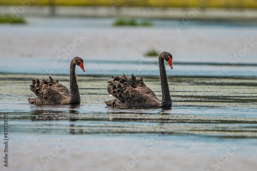 Fototapeta Naklejka Na Ścianę i Meble -  Australian Black Swans