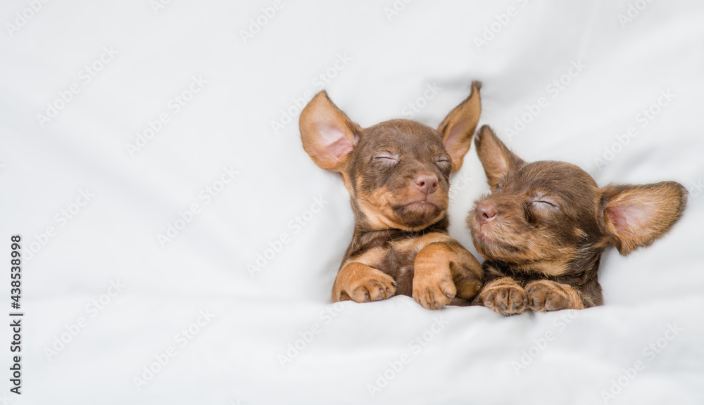 Two funny Dachshund puppies sleep together under a white blanket on a bed at home. Top down view. Empty space for text