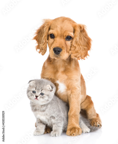 English cocker spaniel puppy dog hugs kitten. isolated on white background