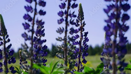 Nitrogen fixation from air. Natural enrichment of the soil with mineral fertilizers. Blooming field of purple lupines. Gentle farming technology photo