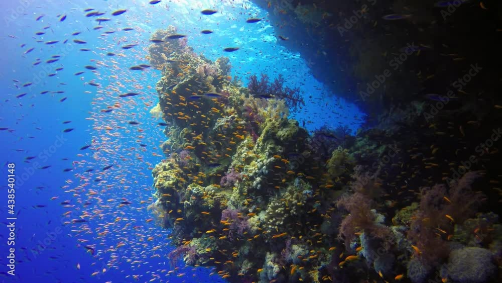 colorful reef life with reef fishes in the deep blue red sea
