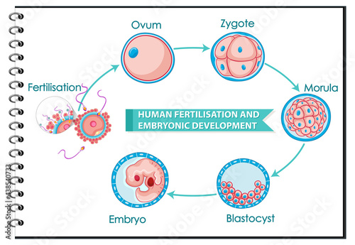 Human fertilisation and embryonic development