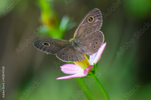 Butterfly on the little flower