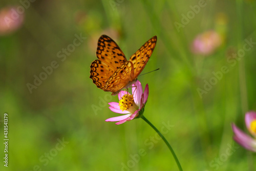 Butterfly on the little flower © Opayaza