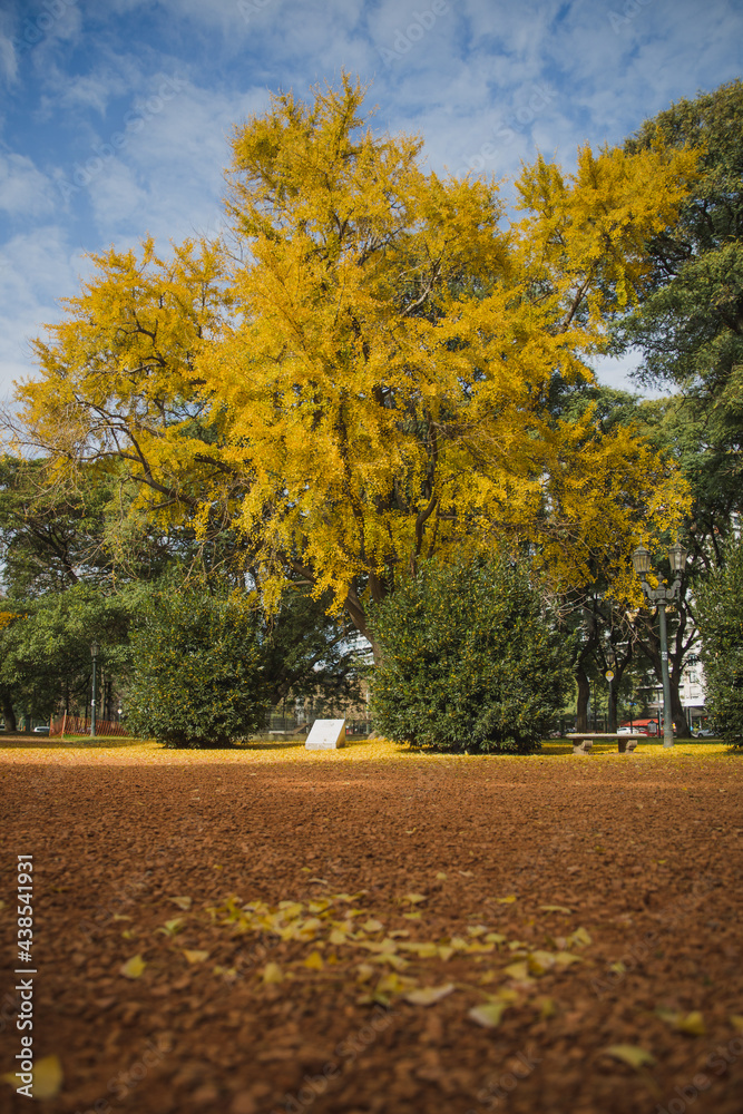 Ginkgo Biloba Ginkgo Biloba