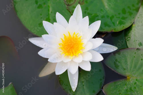 Wet White Water Lily
