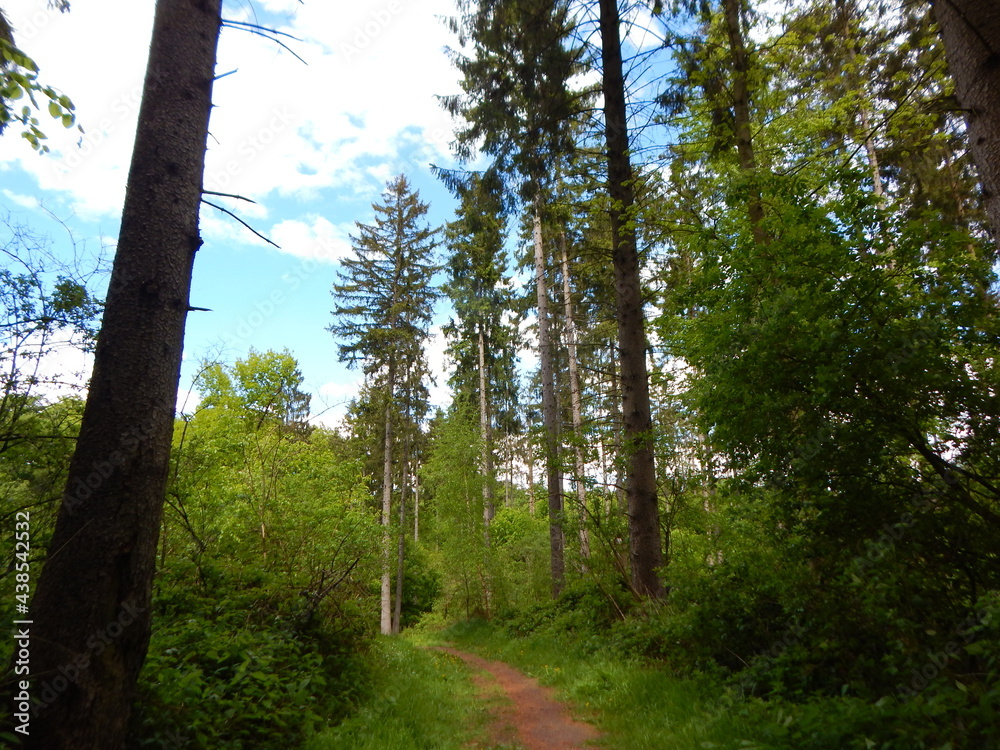 Fototapeta premium trees in the forest