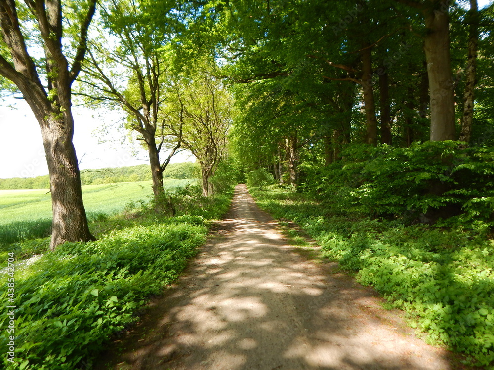 footpath in the park