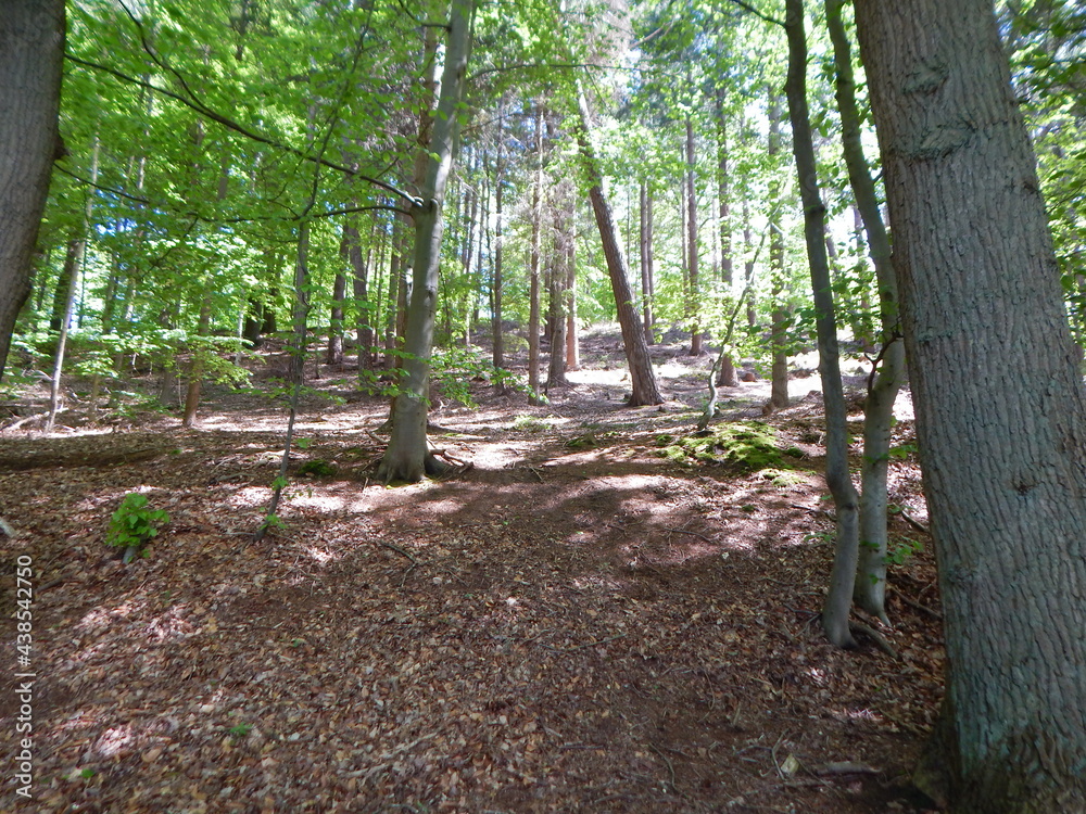path in the forest path in the forest
