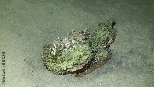 Real Stonefish (Synanceia Verrucosa) lying on sand in the Red Sea wide angle shot photo