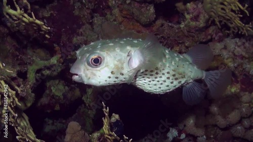 Red Sea porcupine pufferfish swimming  on coral reef photo